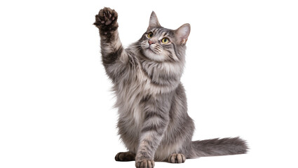 Gray tabby cat raising paw playfully with focused gaze © Antonio