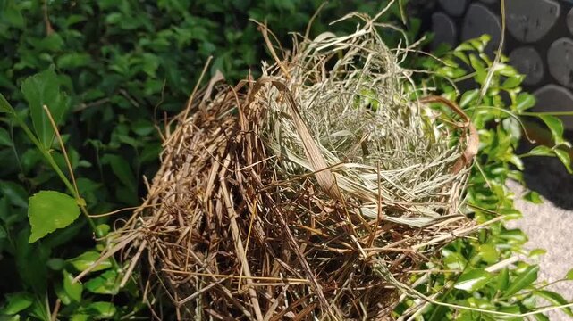 bird nest on a lush green bush 