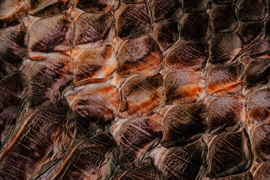 Python skin leather texture with natural snakeskin scale pattern and glossy exotic surface