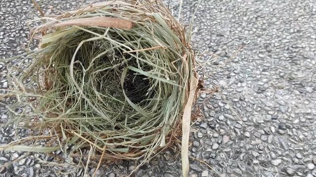 bird nest with eggs