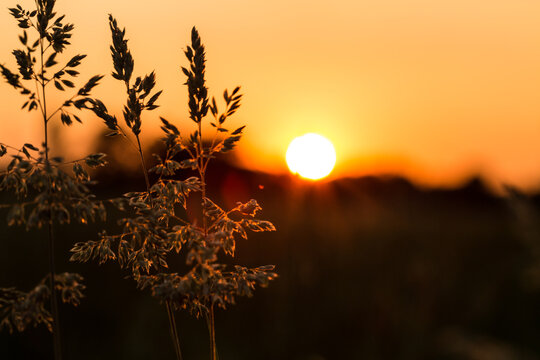 Arbusti in controluce al tramonto