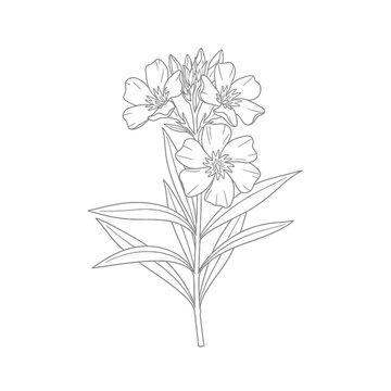 Minimalist oleander flower branch with leaves line art sketch