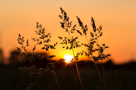 Arbusti in controluce al tramonto
