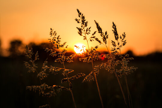 Arbusti in controluce al tramonto
