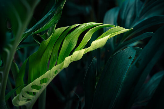 Monstera leaf unfurling, Tropical botanical green foliage pattern with dramatic light and deep teal shadows.