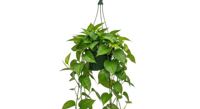 Green pothos plant hanging in macrame holder