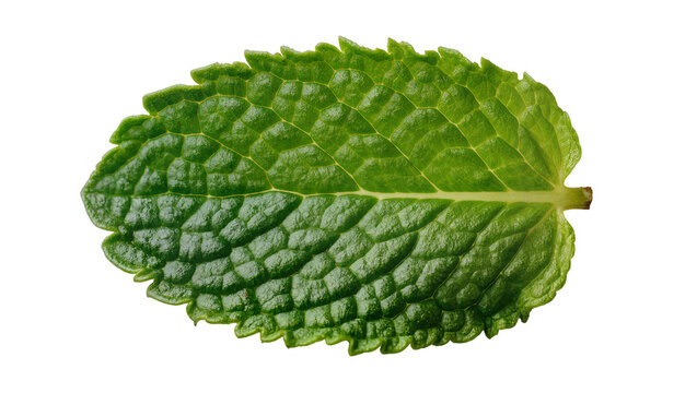 Vibrant green Mint Leaf with Veins and Stem
