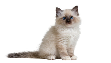 Fluffy Ragdoll Kitten Sitting with Blue Eyes and Gray Markings © Nuria