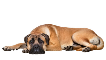 Obraz premium Brown English Mastiff Dog Resting on Side