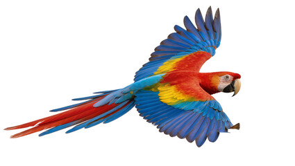Obraz premium Red Blue Yellow Macaw Parrot Flying with Spread Wings
