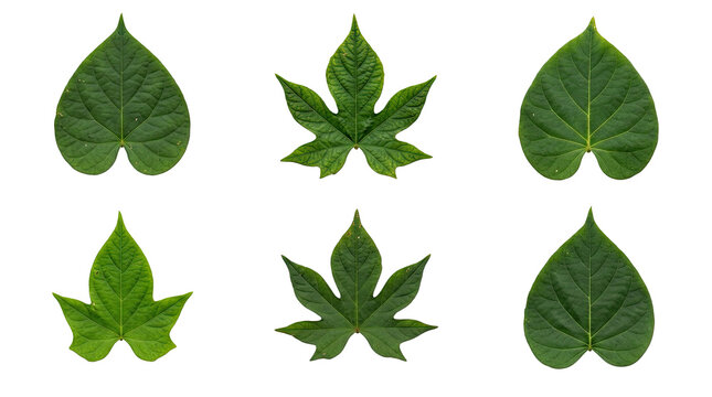 Six green tropical leaves in various shapes, isolated on transparent background. Ready for t-shirt design, stickers, clipart, print on demand, and sublimation projects.