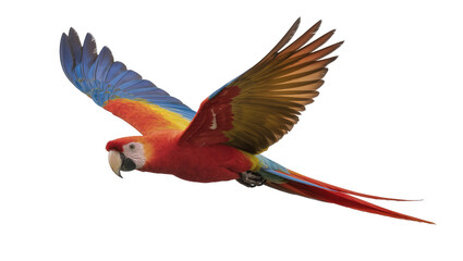 Scarlet macaw flying with vibrant blue wings and long red tail feathers © Maelle