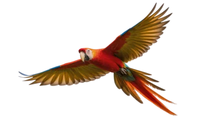 Fototapeten Papagei Scarlet macaw parrot in flight with vibrant plumage and outstretched wings  © Maelle