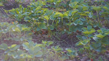 Naklejka premium Green strawberry plants growing in a field under bright morning sunlight