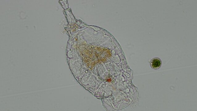 Eosphora najas Rotifer Under Brightfield Microscopy