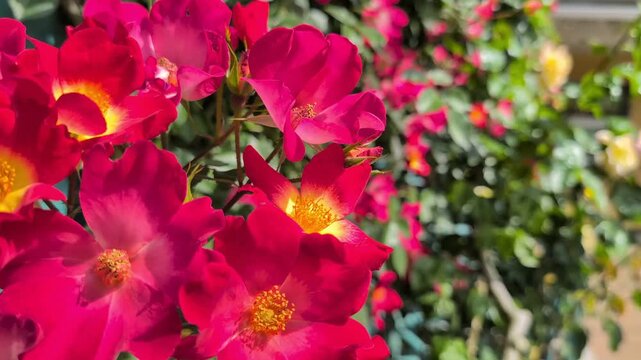 美しい赤い花（初夏、夏のイメージ、ショート動画）