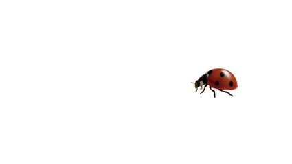 Red black spotted ladybug beetle crawling on surface © Paula
