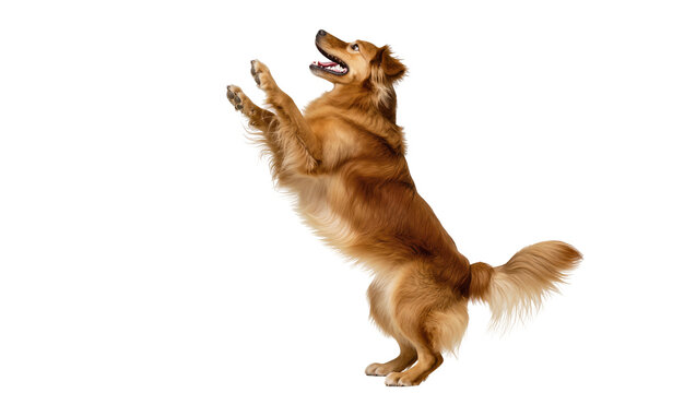 Brown fluffy dog begging with raised paws and happy expression