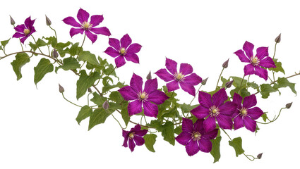 Purple Clematis Blossoms with Green Foliage on Twining Vines © Paula