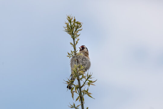 Fluffed European Goldfinch with Ruffled Feathers on Green Maple Branch