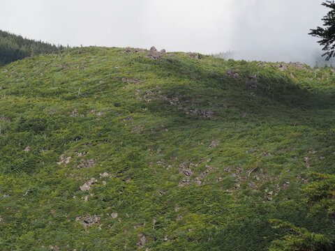 In late September, Mount Kitayokodake in the Northern Yatsugatake range offers a highland mountain landscape of rocky ridges, subalpine conifer forests, and early autumn scenery in Nagano, Japan.