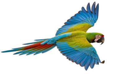 Obraz premium Blue Green Yellow Macaw Parrot Flying with Spread Wings