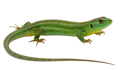 Fototapeta premium Green European Lizard Reptile Resting Curled Tail
