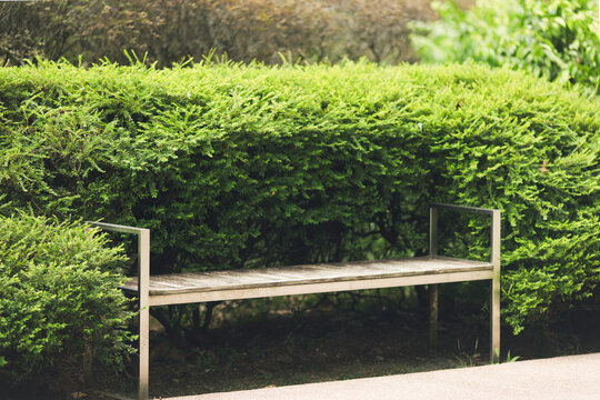 Empty Park Bench Green Hedge Sunny Urban Garden No People