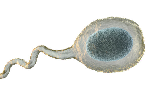 Detailed Male Gamete Cell with Head and Tail Structure