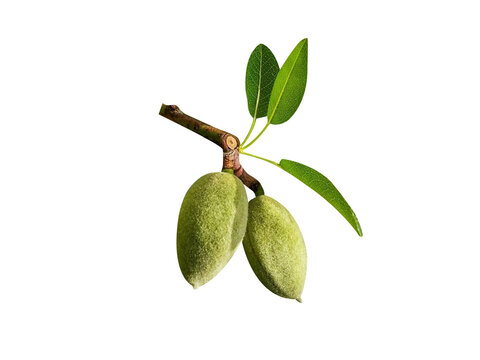 almond or Prunus amygdalus green fruits isolated on a white background