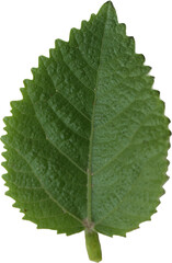 Fresh Mint Leaf Isolated Transparent PNG © Mohit Chaudhary