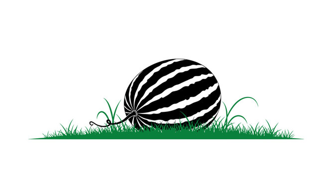 Striped watermelon lying in a patch of green grass