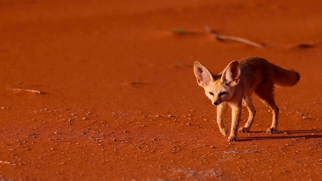 Fennec Fox Walking Across Red Sahara Sand Dunes, Algeria &acirc;&euro;&rdquo; World's Smallest Wild Canid with Iconic Oversized Ears