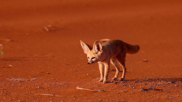 Fennec Fox (Vulpes zerda) standing on red Sahara sand dunes in the Algerian desert, showcasing its iconic oversized ears