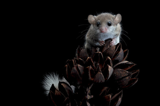Adorable African pygmy dormice on dry bud, Close-up African pygmy dormice isolated on black background