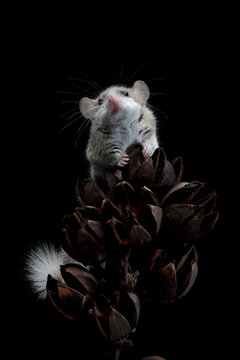 Adorable African pygmy dormice on dry bud, Close-up African pygmy dormice isolated on black background