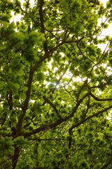 Fototapeta premium Sunlight Through Green Oak Tree Canopy in Peaceful Forest