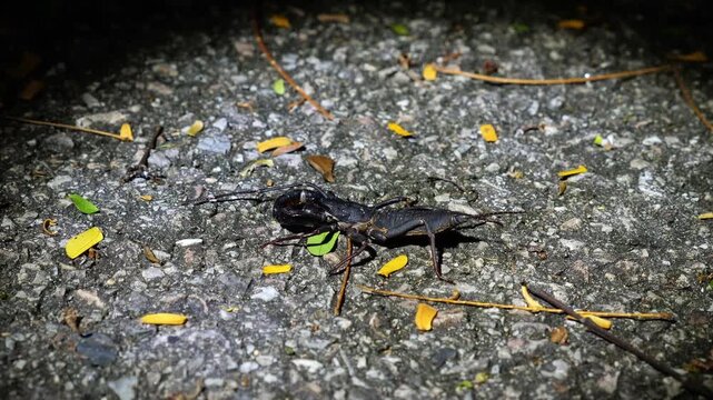 Whip scorpion uropygi crawling on rough asphalt ground with fallen leaves at night. Vinegaroon nocturnal behavior in natural habitat, macro wildlife documentary, exotic arachnid.