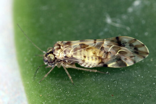 Insect in the order Psocoptera, the booklice also known as barklice, and bookflies.