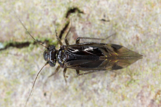 Hyalopsocus morio, species of Common Barklice. Insect found on the trunks of deciduous trees and shrubs.
