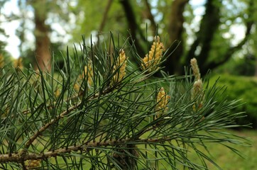 branch of a pine © Cristina Toma 