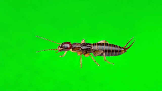 earwig insect walking isolated on a green screen for vfx projects