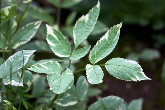 Variegated Ground Elder, Aegopodium podagraria Variegatum, or Goutweed, Bishop's Weed, or Snow-on-the-mountain, shade-tolerant groundcover, aggressive rhizomes is highly invasive, hard to eradicate