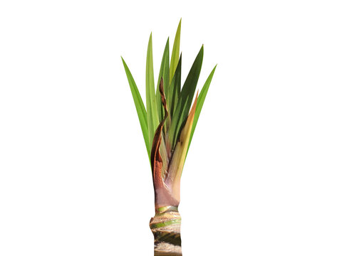 Acorus calamus or sweet flag plant isolated on a white background