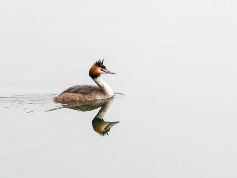 Gr&egrave;be hupp&eacute; Podiceps cristatus nageant sur une eau calme avec reflet dans une r&eacute;serve naturelle