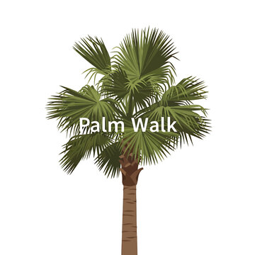Tropical fan palm tree with green fronds on white background