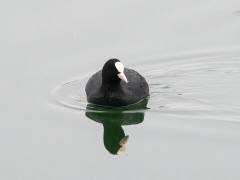Foulque macroule Fulica atra nageant sur une eau calme dans une r&eacute;serve naturelle humide