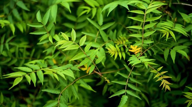 Sorbaria sorbifolia is a deciduous shrub in the rose family that blooms