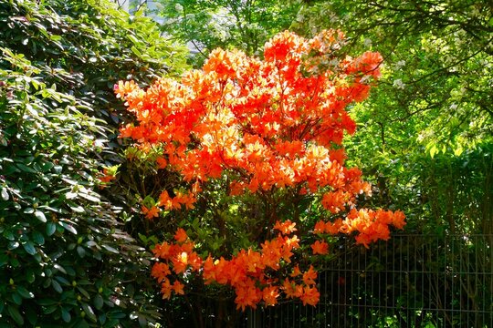 red and yellow flowers,Azaleen,