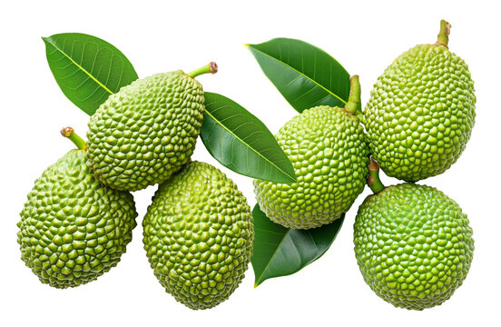 Closeup of exotic green tropical fruits Marang Fruit with bumpy skin and green leaves, isolated on white background
